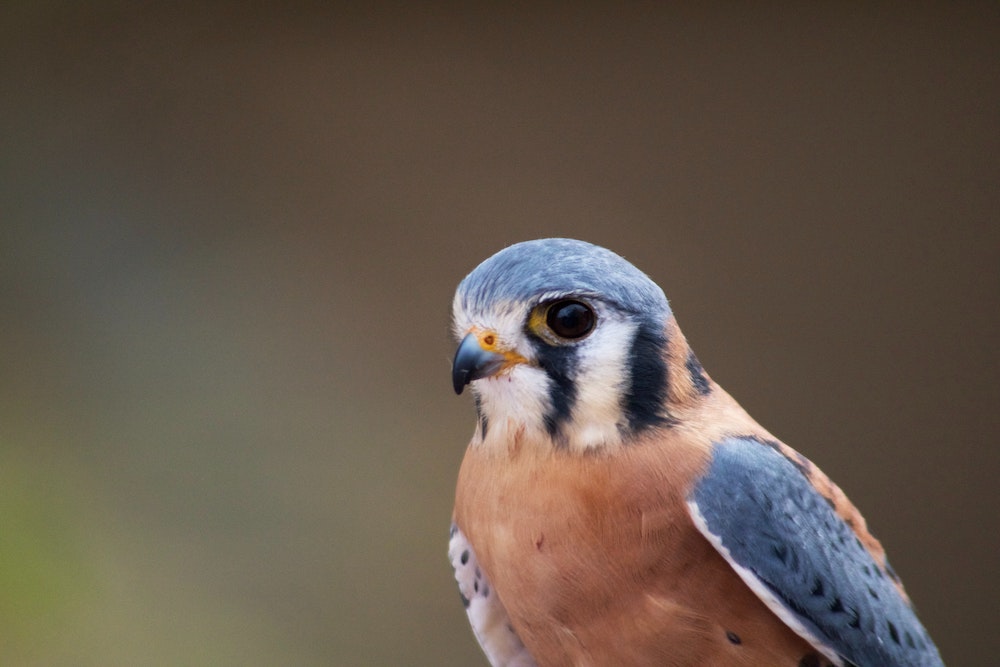 True or False: Peregrine Falcons can fly 200 mph