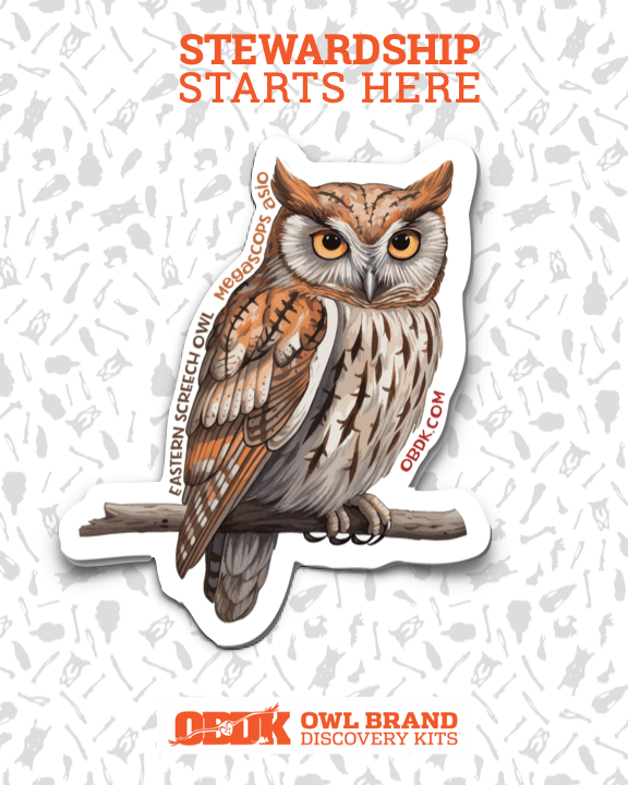 The Eastern Screech Owl: Small Guardian, Big Impact