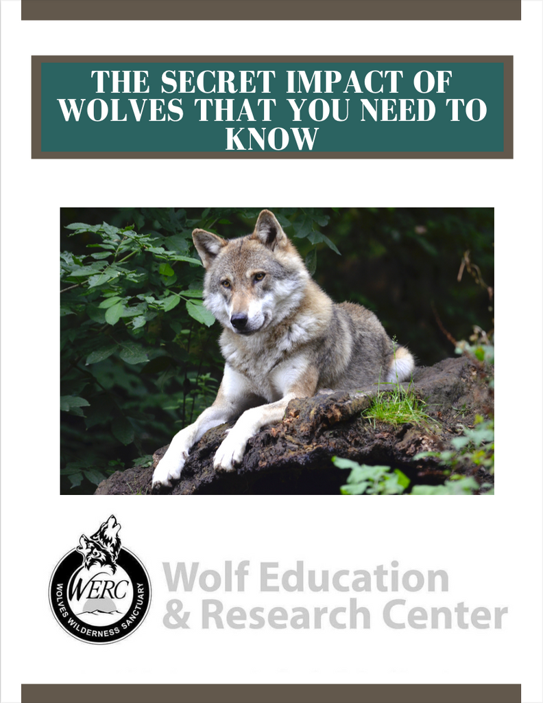 The Secret Impact of Wolves You Need To Know
