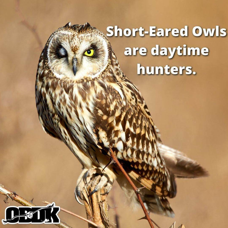 Check out the Short-Eared Owl!