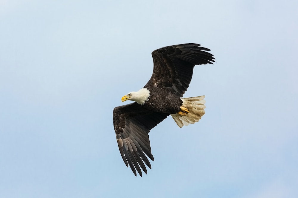 Why Do Birds Migrate?