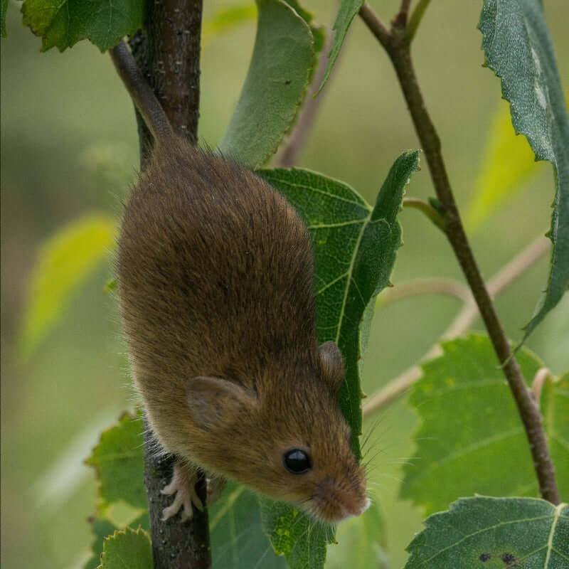 Barn Owl Prey, All Types