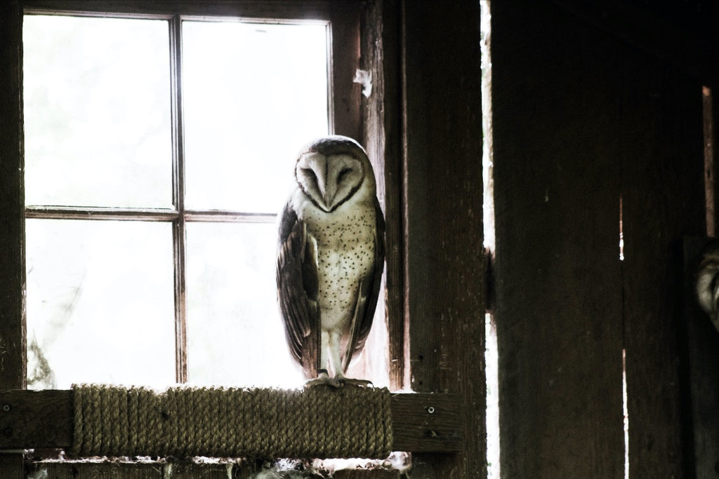 Barn Owl Homes