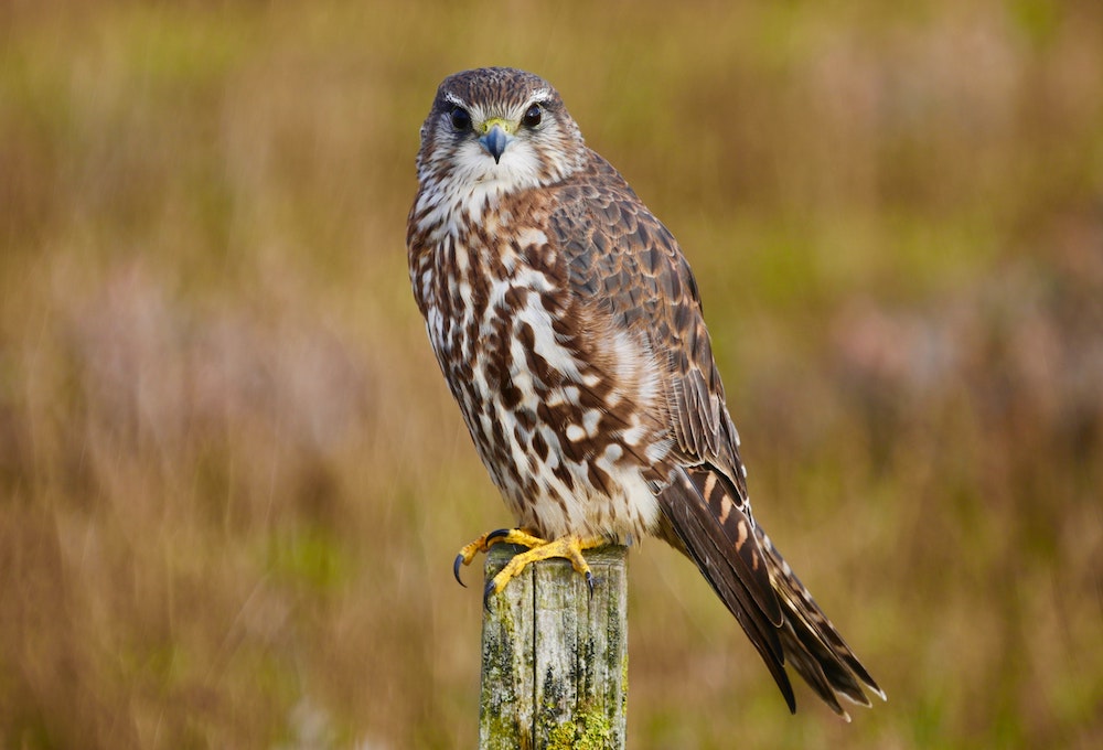 Let's talk about Merlins!