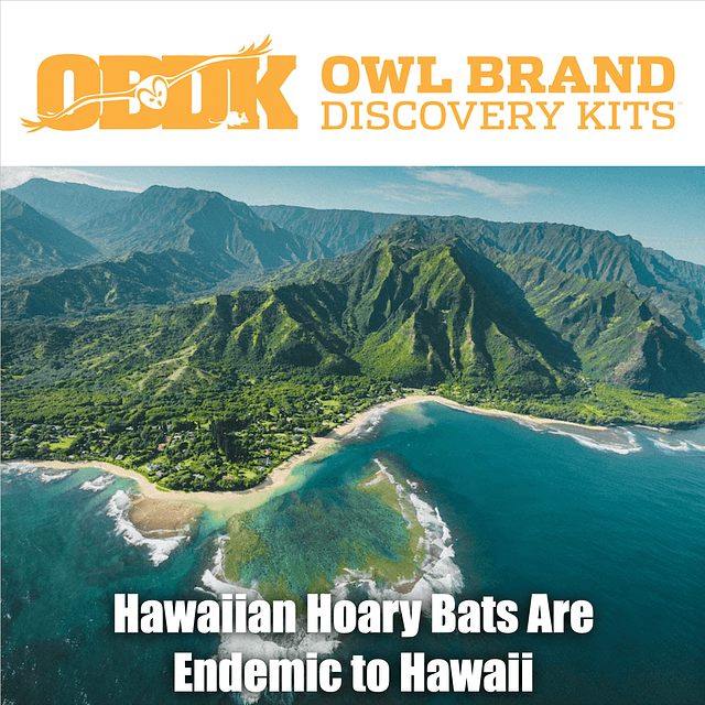Hawaiian Hoary Bats Are Endemic to Hawaii