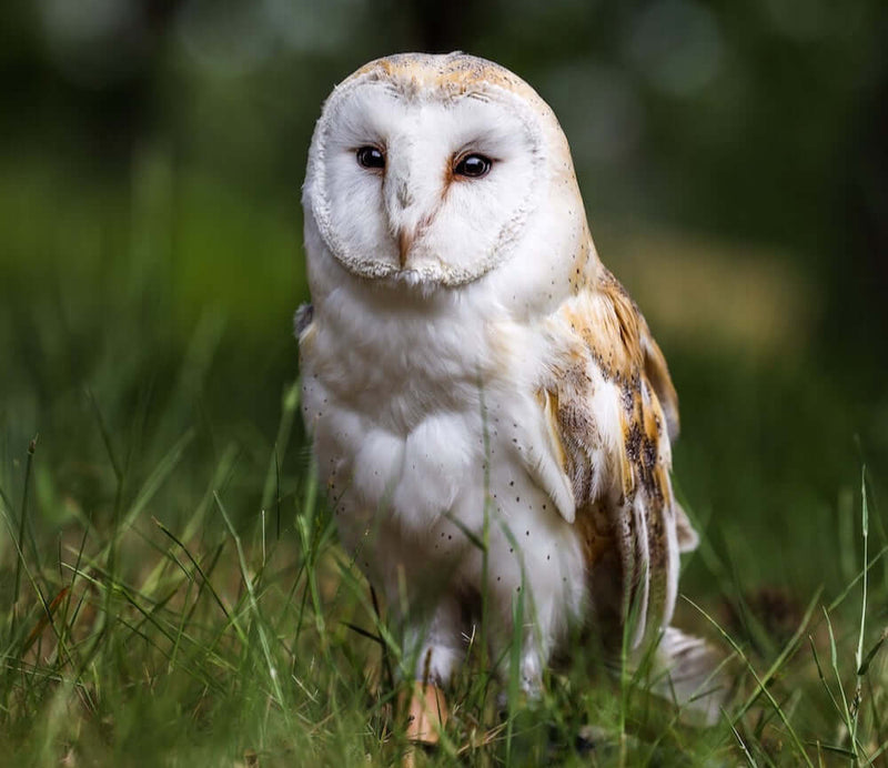 What adaptations do nocturnal animals have?