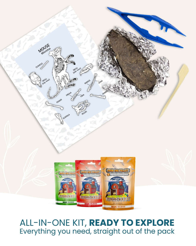 How Owls Help the Prairies: A STEM Look at Eco Guardians