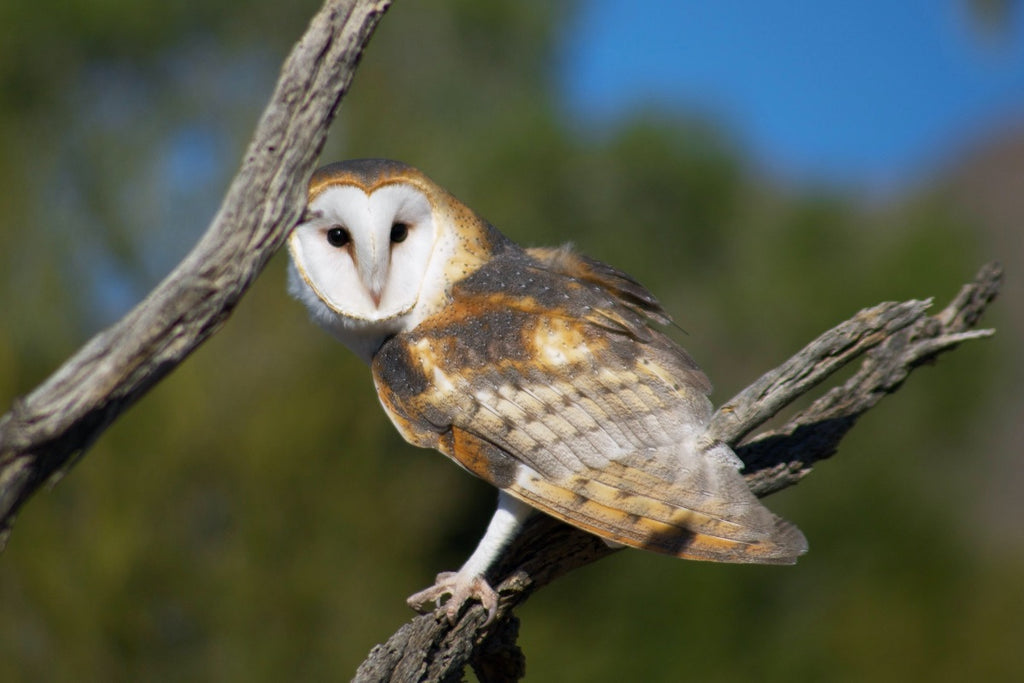 What are some typical barn owl behaviors?