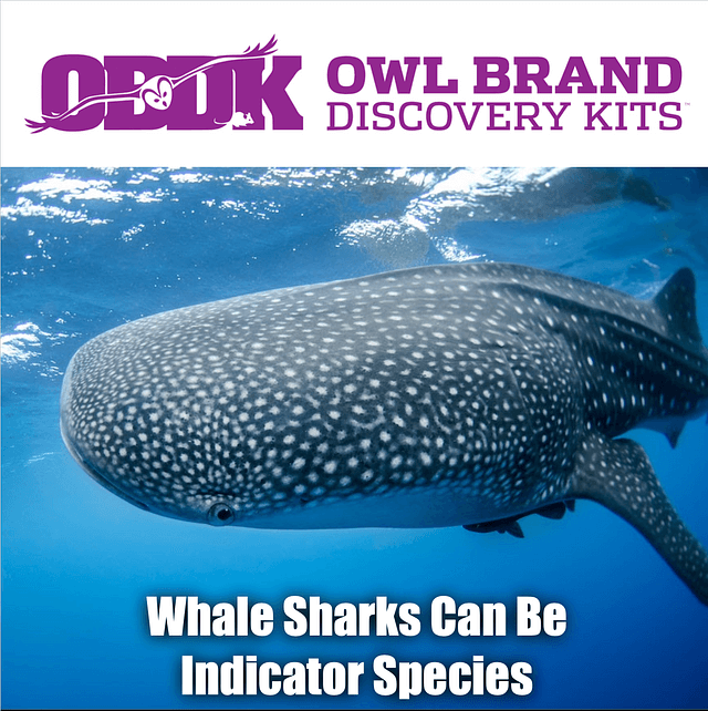 Whale Sharks Can Be Indicator Species