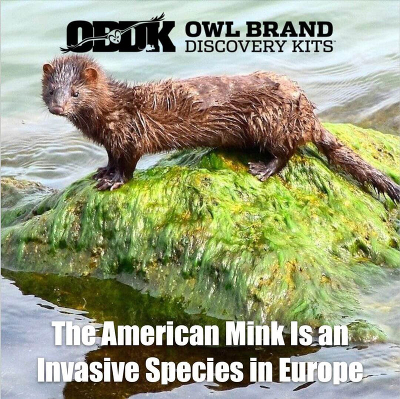 The American Mink Is An Invasive Species In Europe