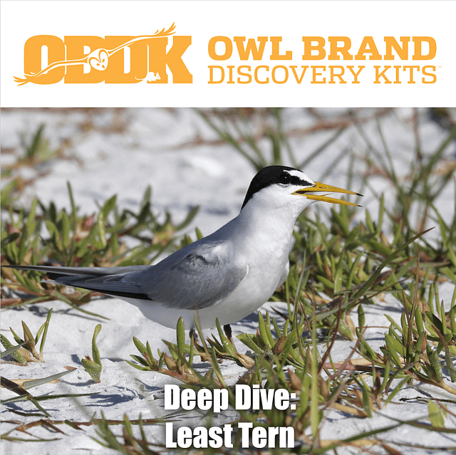 Deep Dive: Least Tern