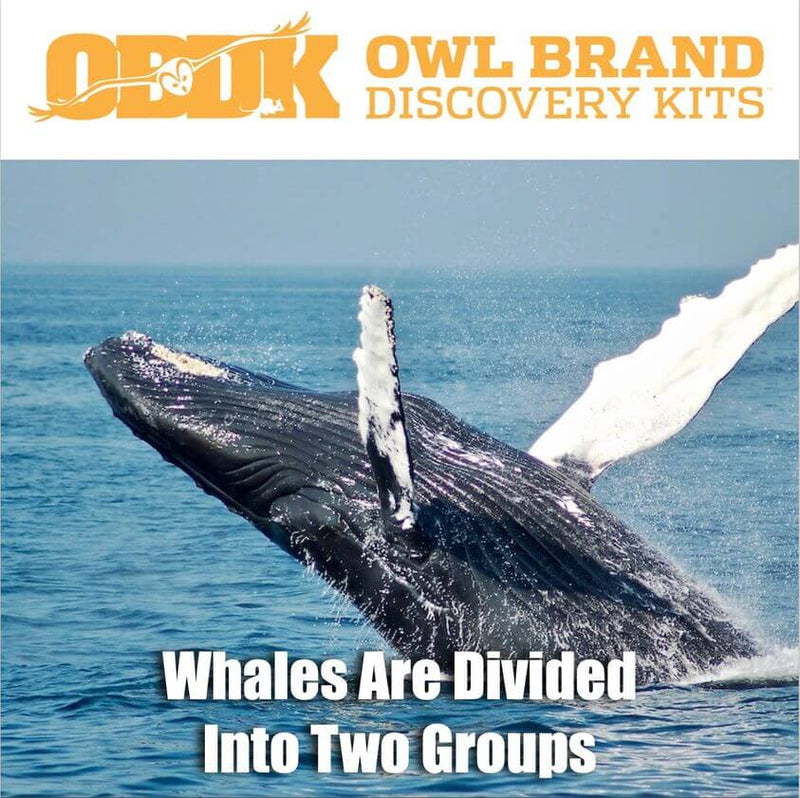 Whales Are Divided Into Two Groups