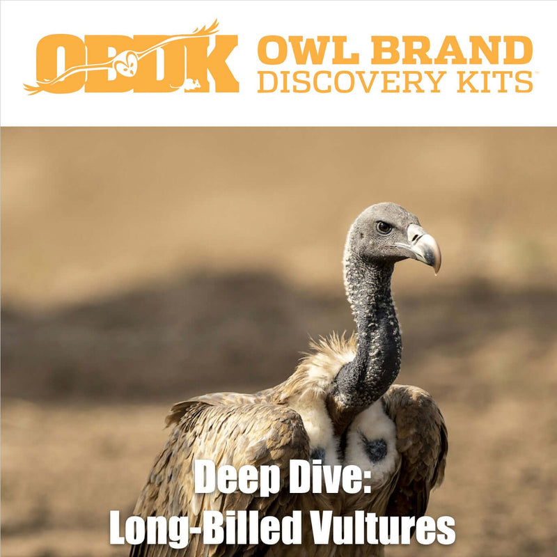 Deep Dive: Long-Billed Vultures