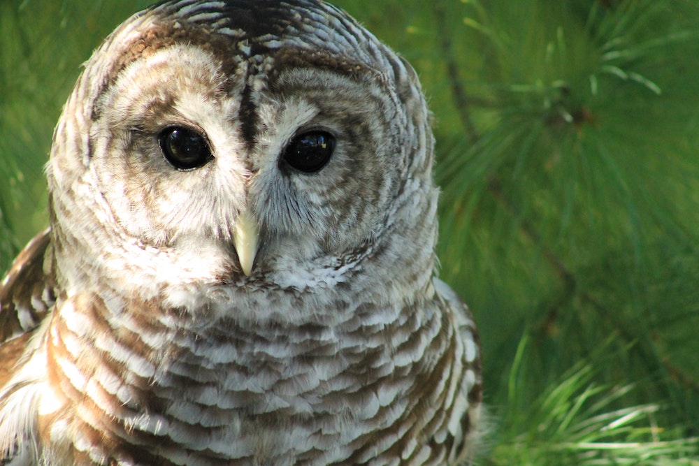 What do you know about Spotted Owls?