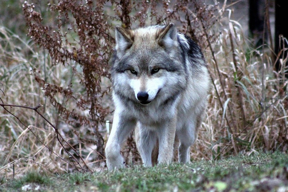 Get An Inside Look at Gray Area: Wolves of the Southwest!