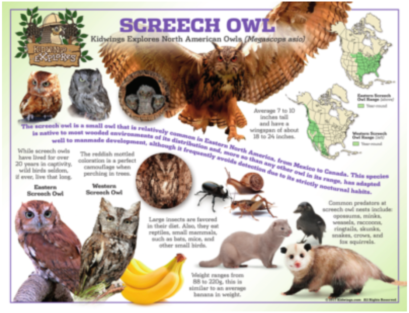 Test Your Knowledge on Screech Owls!