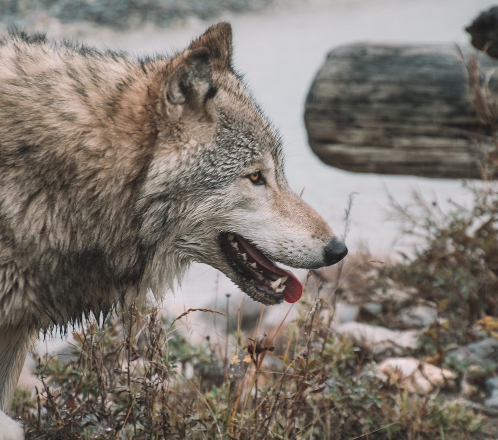 Why Are They Called Gray Wolves?