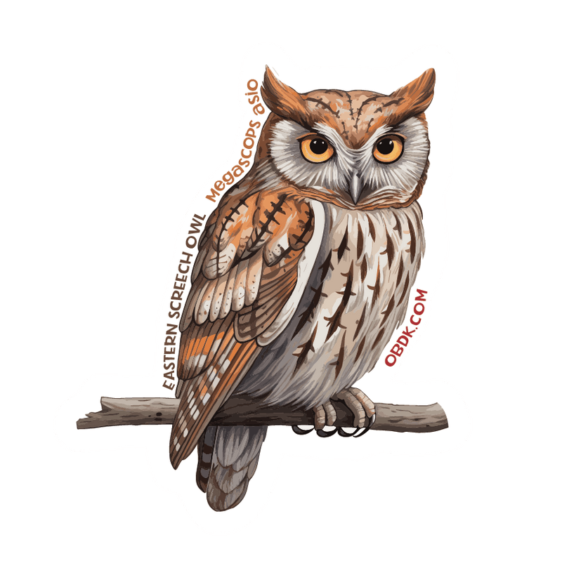 What Owl Has Whiskers?