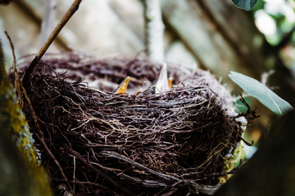 Nesting Season Has Begun!