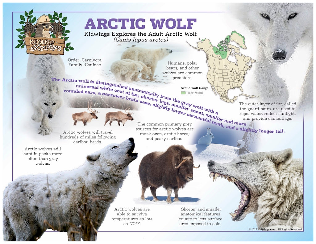 What makes a wolf a wolf?