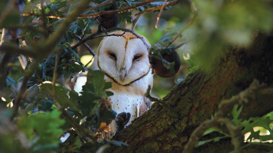 Barn Owls Can be an Effective Control for Rodents and Gophers