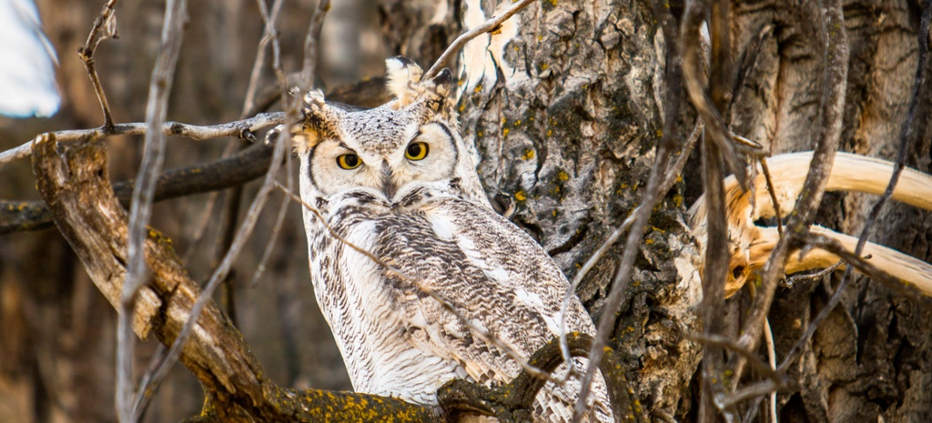 Hiding in plain sight is the key to an owl's survival.