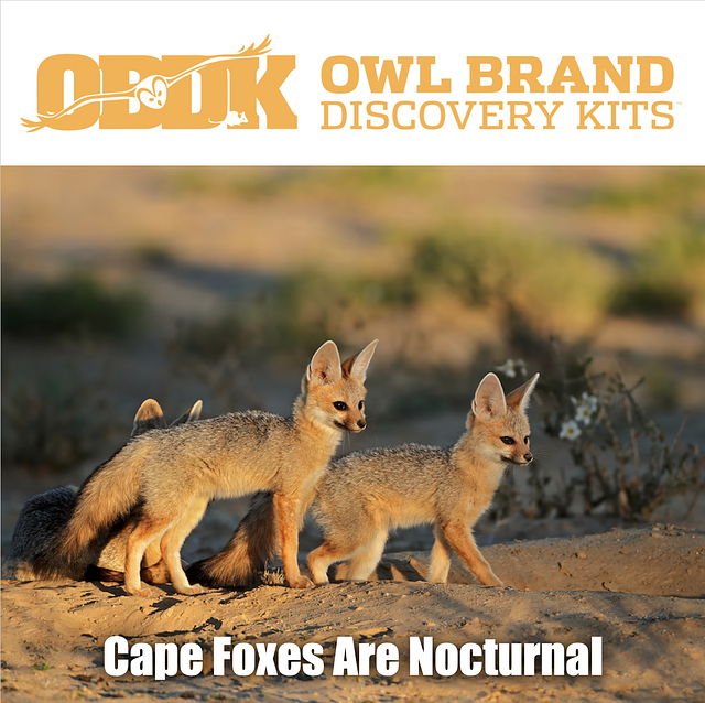 Cape Foxes are Nocturnal