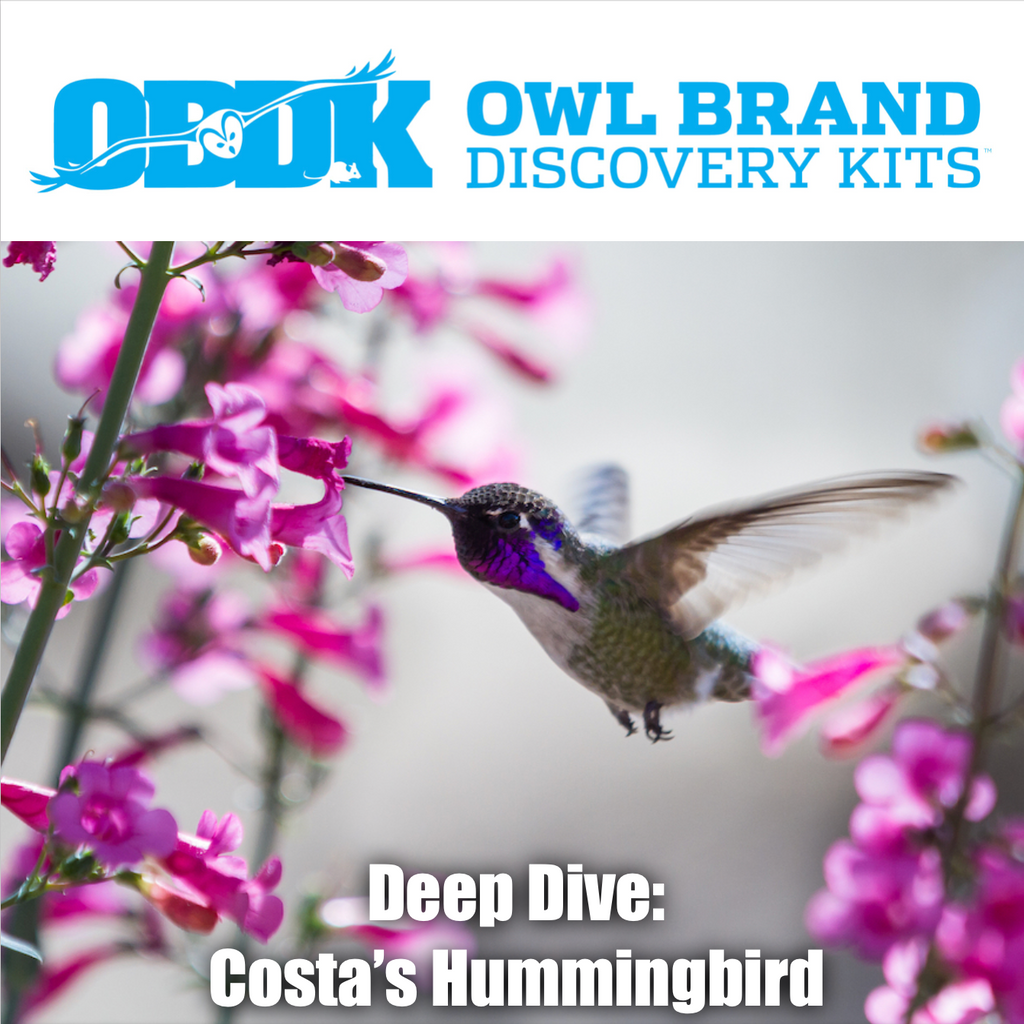 Deep Dive: Costa's Hummingbird