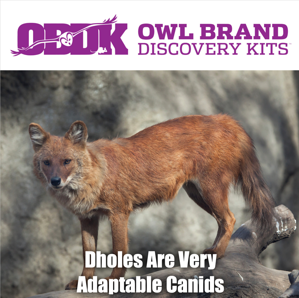 Dholes Are Highly Adaptable Canids