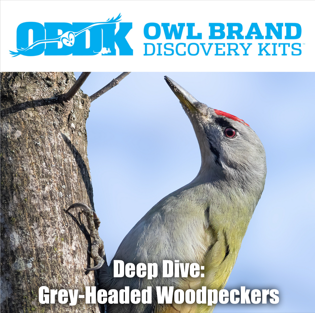 Deep Dive: Grey-headed Woodpeckers