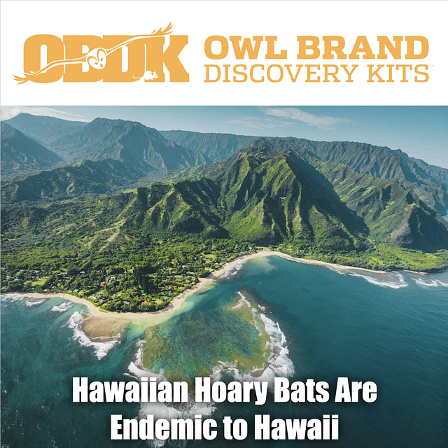 Hawaiian Hoary Bats Are Endemic to Hawaii