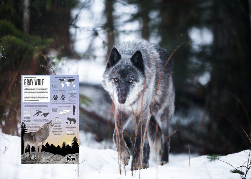 Grey Wolf in Winter: Who’s Really Out There When the Snow Is Quiet?