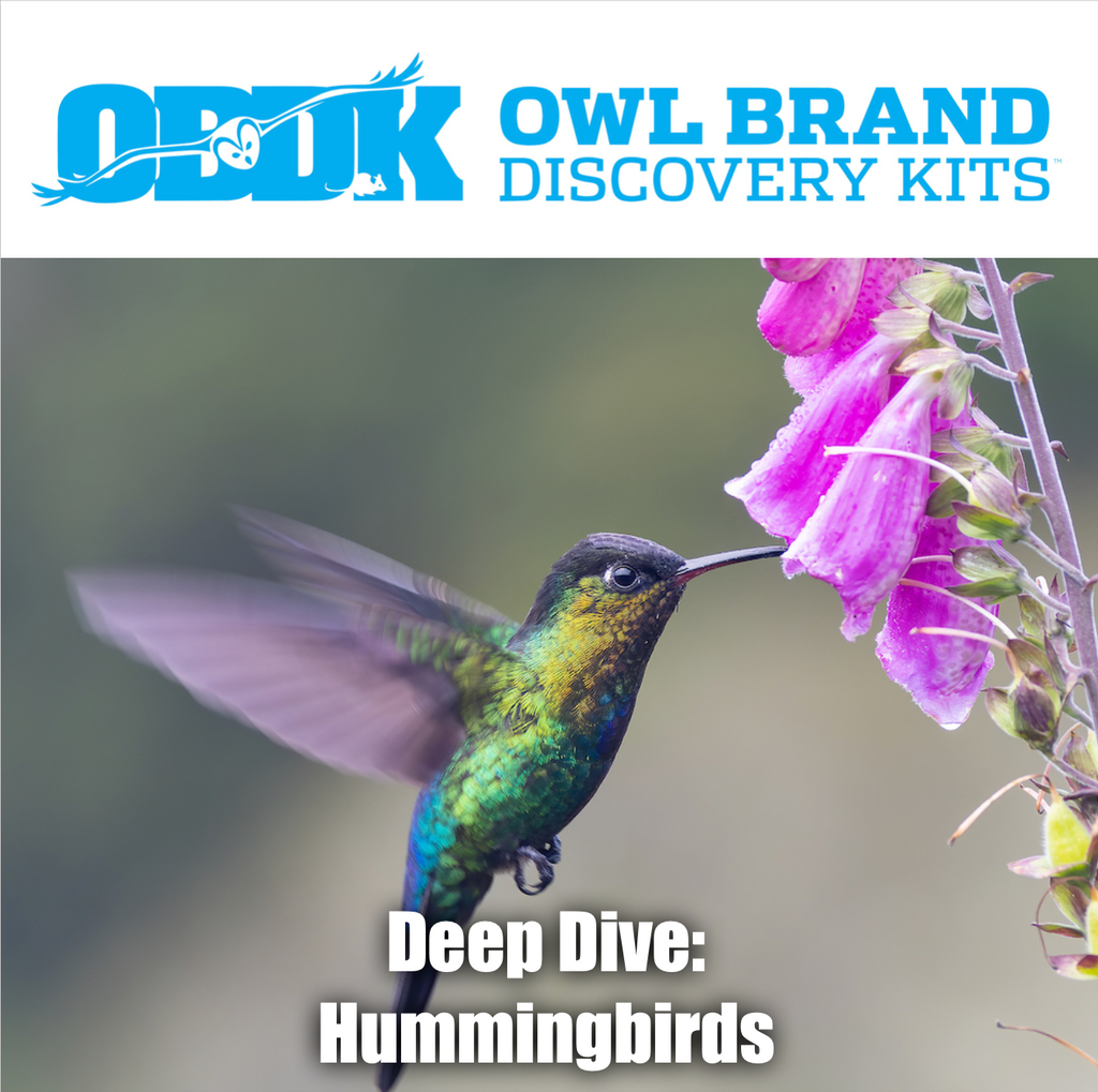 Deep Dive: Hummingbirds