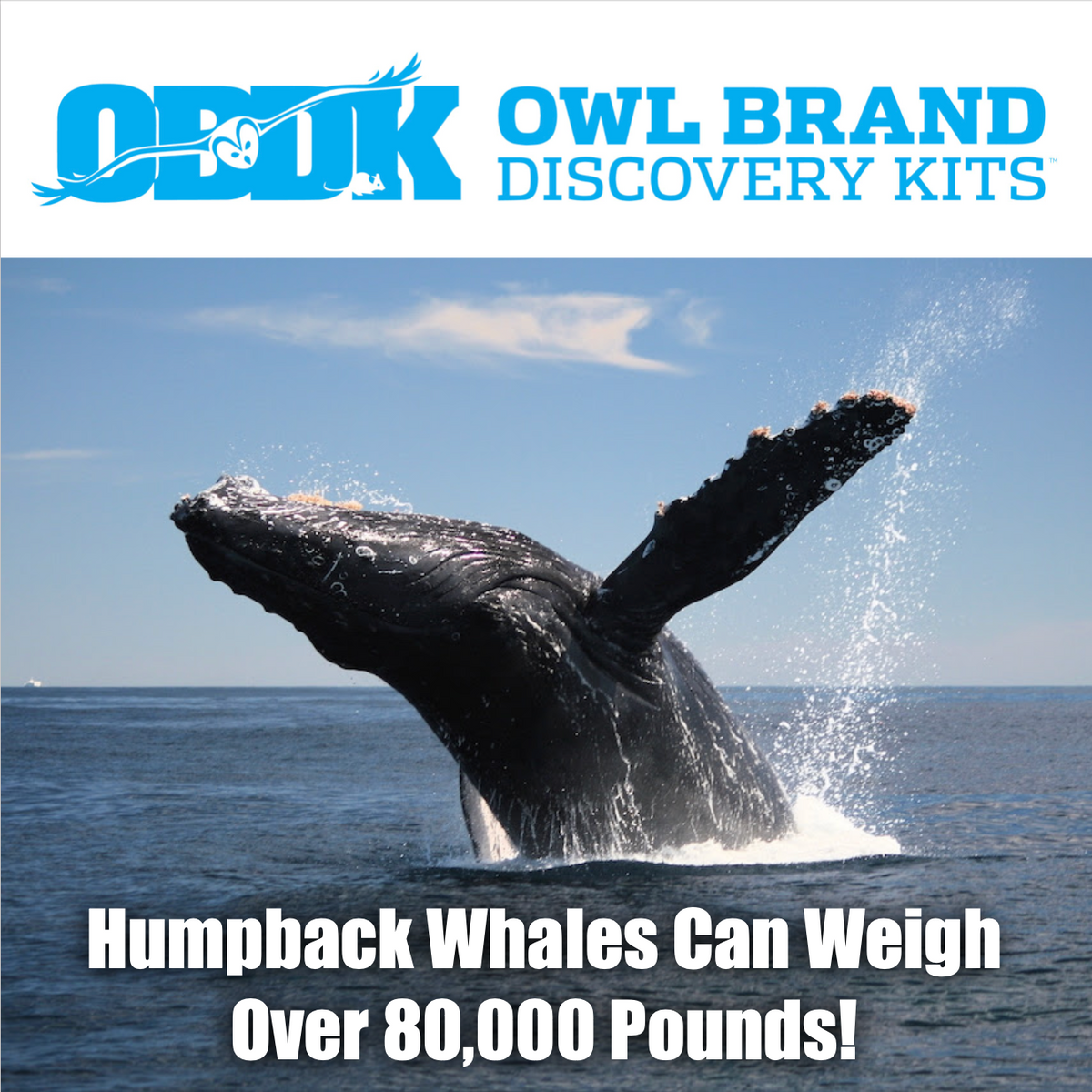 humpback-whales-can-weigh-over-80-000-pounds-owl-brand-discovery-kits