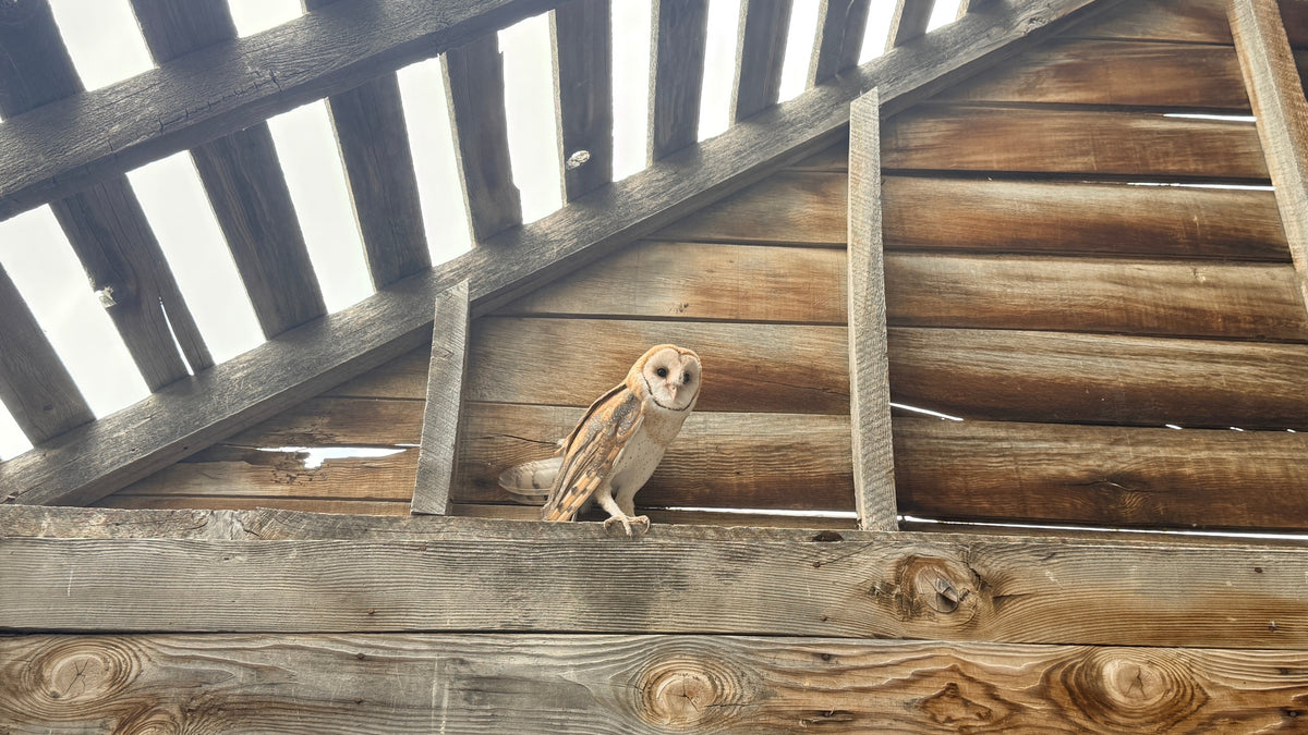 Barn owl flying over a summer field while small mammals move through tall grass