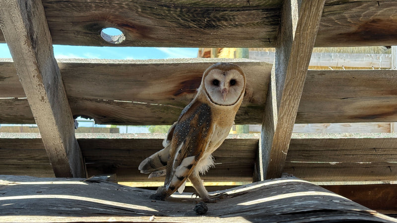 March “Edge Ecology”: Why Owls Love Borders