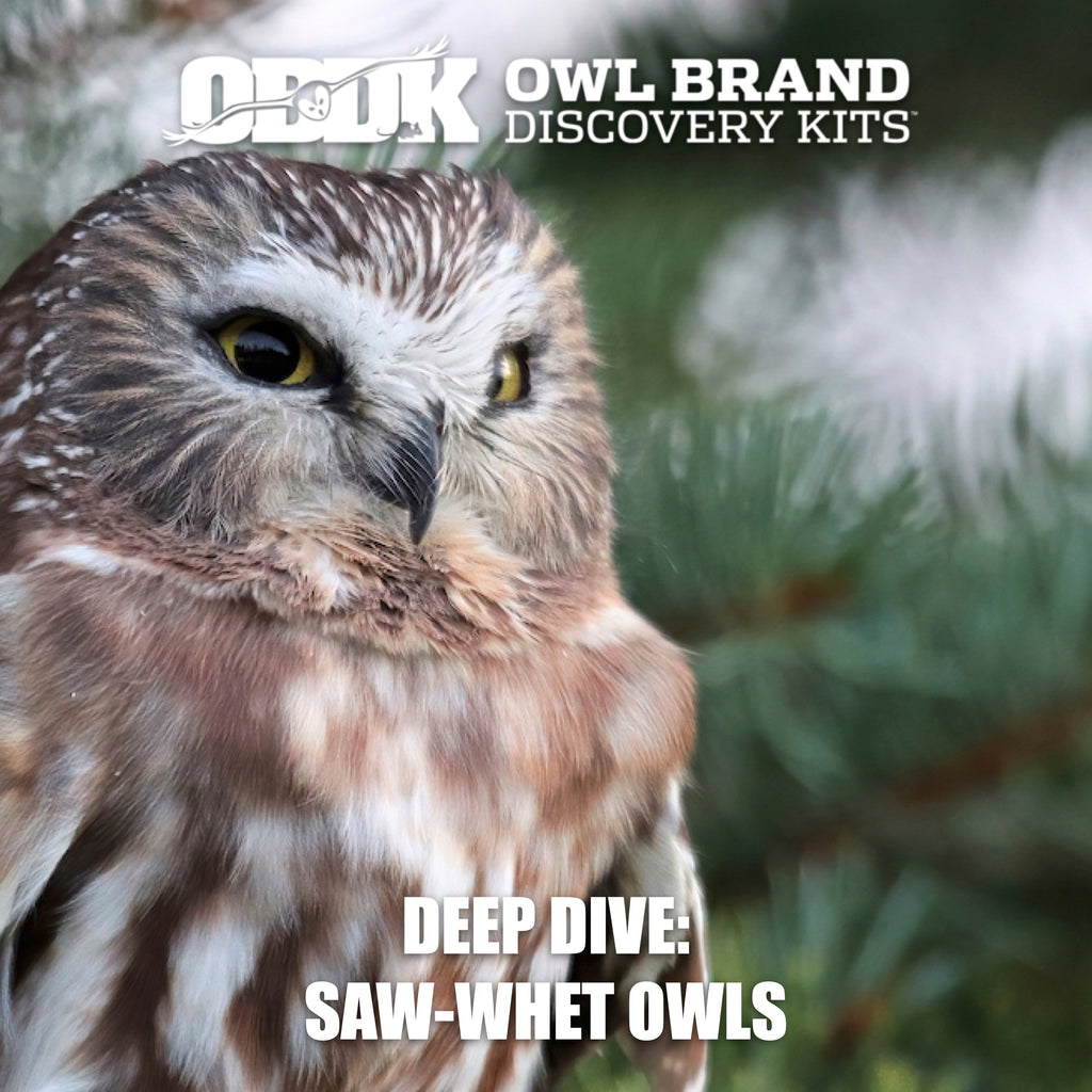 Deep Dive: Northern Saw-whet Owls