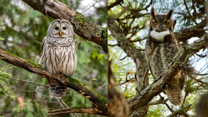 Barred Owl vs Great Horned Owl: Two Neighbors, Two Strategies