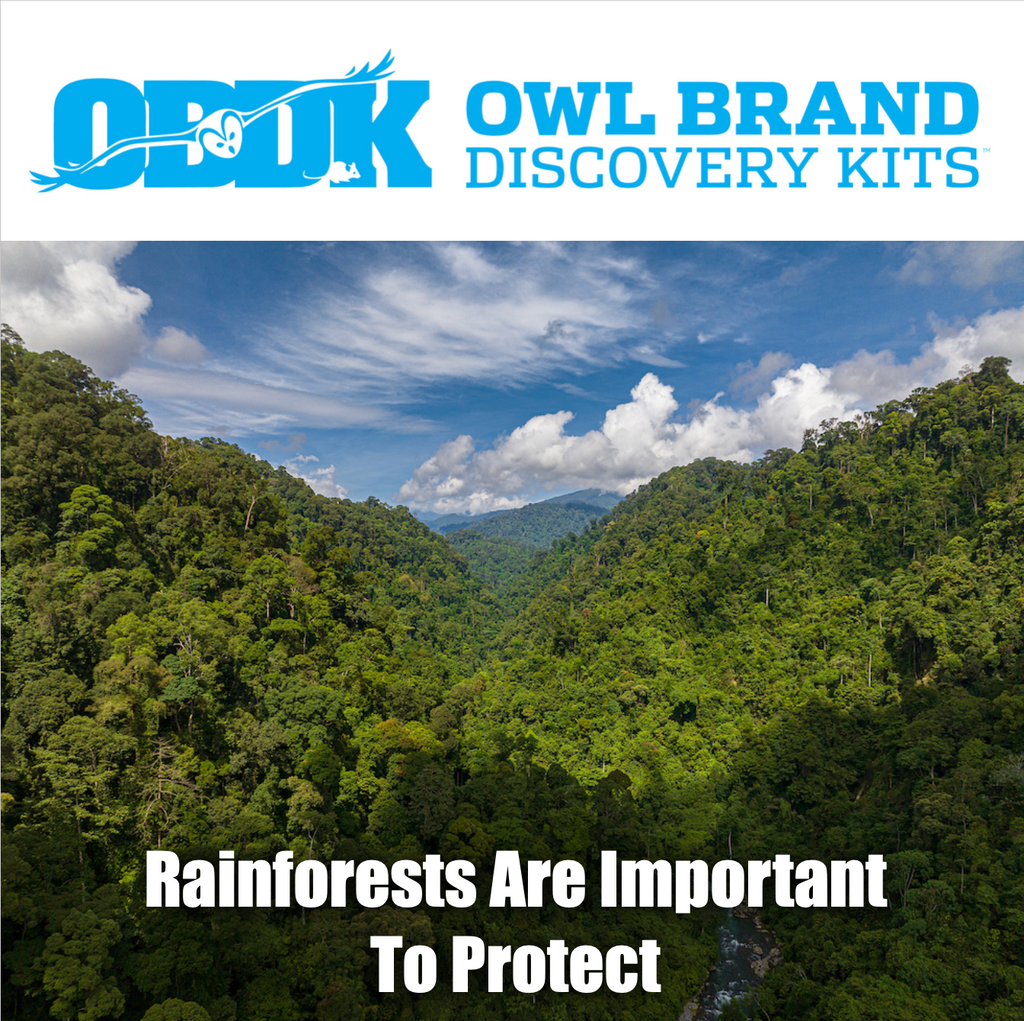 Rainforests Are Important to Protect