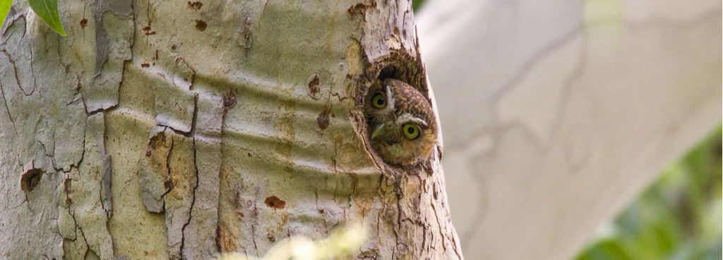 Meet the Tiniest Owl in the World - The Elf Owl
