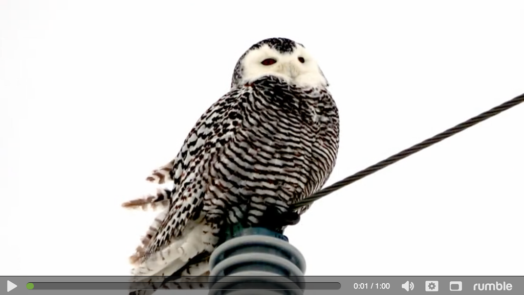 Majestic snowy owl takes flight over snow covered field during hunt