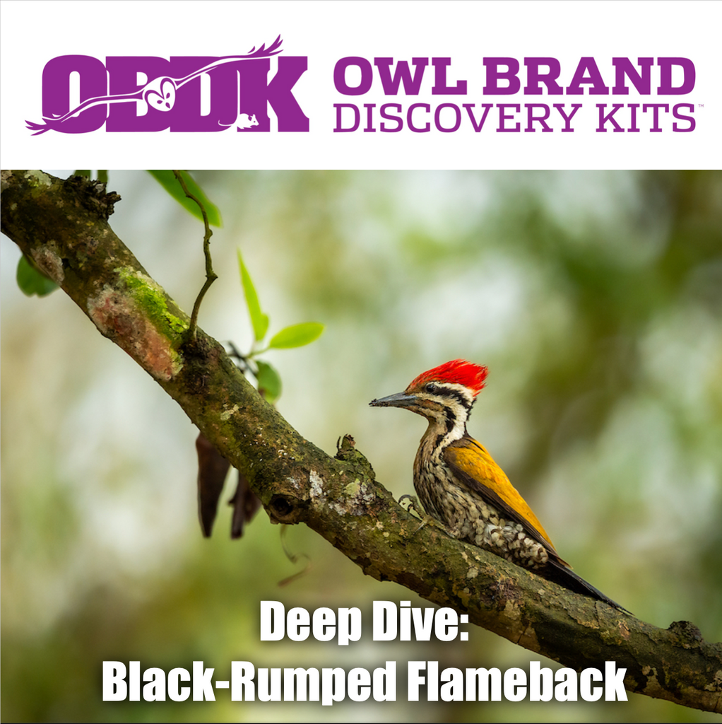 Deep Dive: Black-rumped Flameback Woodpecker