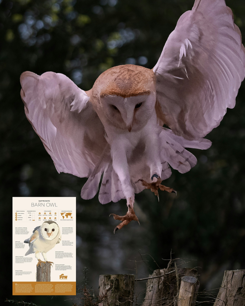 Harvest Hunters: What Barn Owls Eat in Fall