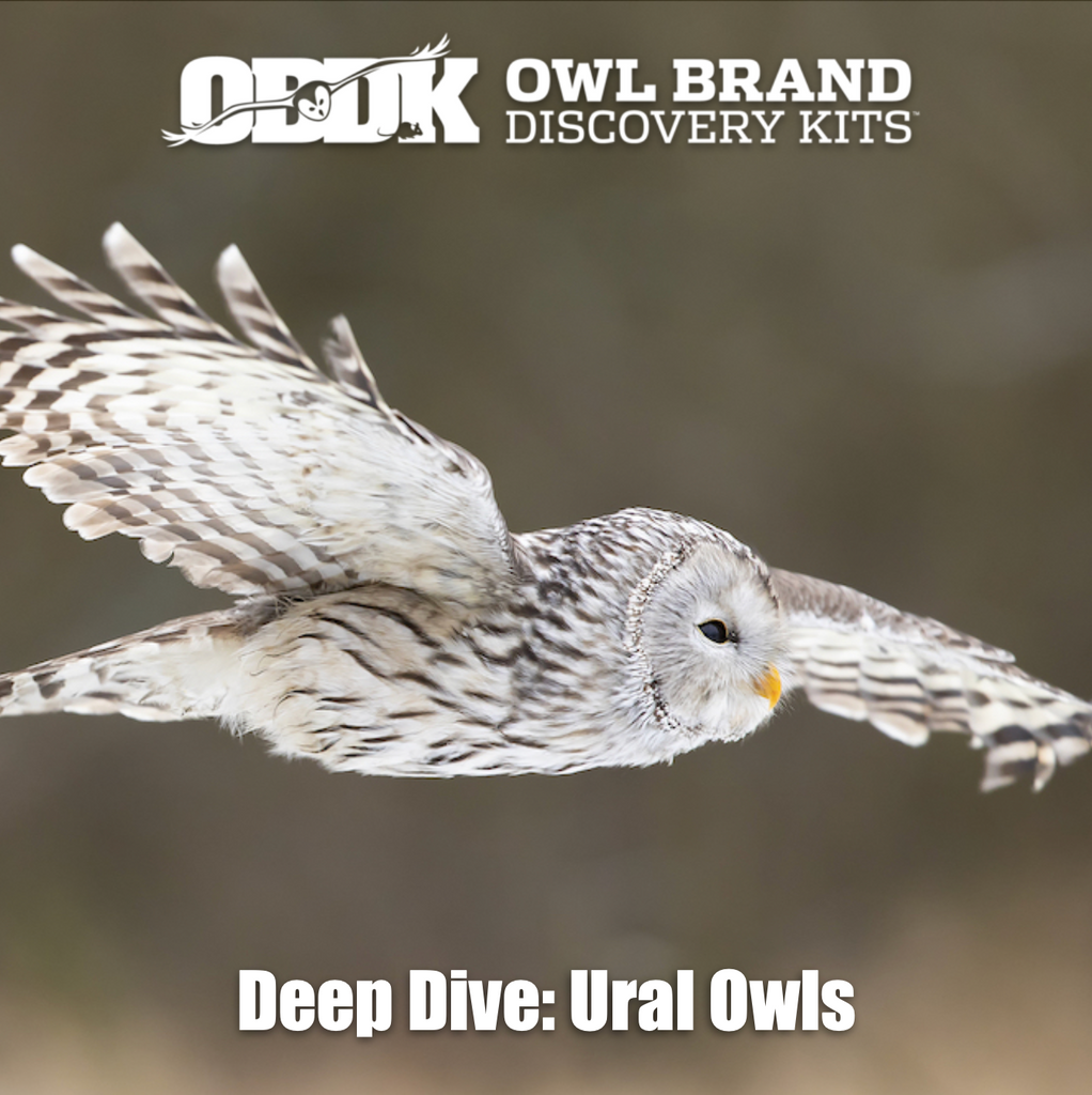 Owl Brand Deep Dive - Ural Owl