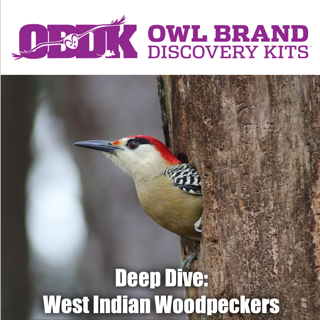 Deep Dive: West Indian Woodpeckers