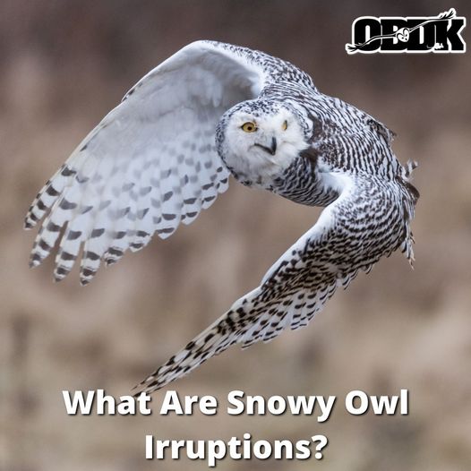 What Are Snowy Owl Irruptions?