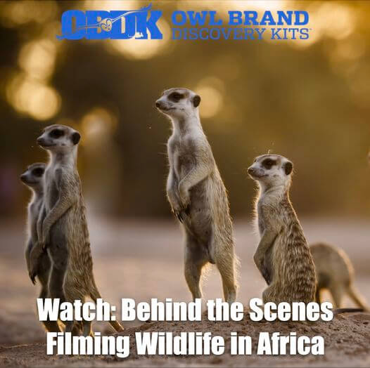 Filming Wildlife in Africa Video