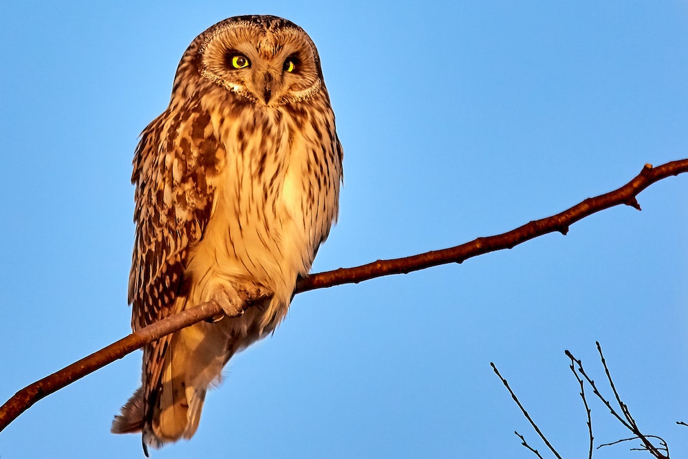 Are Owls Territorial?