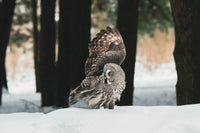 Subnivean Safari: Owls Hunting Under the Snow