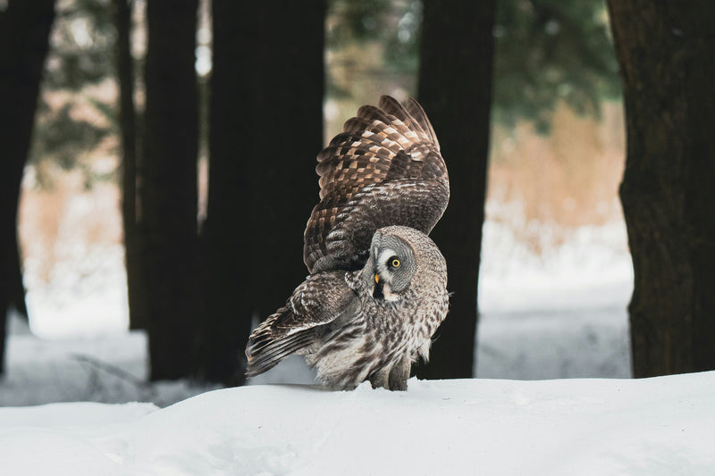 Subnivean Safari: Owls Hunting Under the Snow
